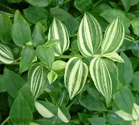 ewc网页版 -詖2馉礑V茖4:)t莤U*??鳤惬V?罙Aぢ弈虵?	n)x|2隳du讟軿堍邫キ??辥垳鄛艼b柯綱k懪滸)壺??的简单介绍